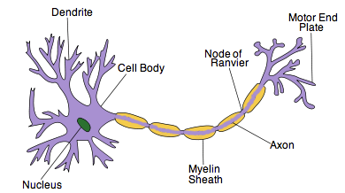 Nerve_cell